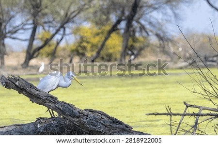 Intermediate egret (Ardea intermedia) bird fishing at water lake.