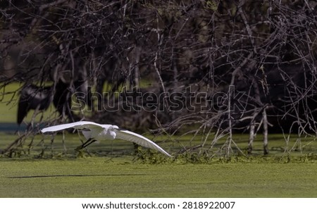Intermediate egret (Ardea intermedia) bird fishing at water lake.