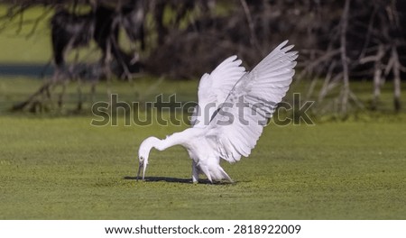 Intermediate egret (Ardea intermedia) bird fishing at water lake.