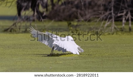 Intermediate egret (Ardea intermedia) bird fishing at water lake.