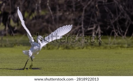 Intermediate egret (Ardea intermedia) bird fishing at water lake.