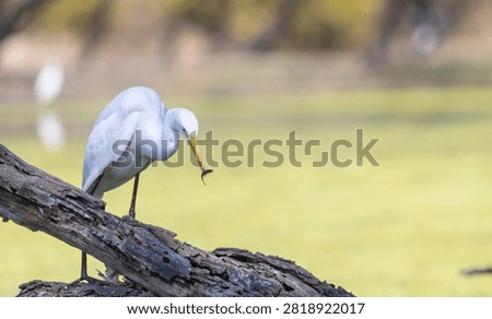 Intermediate egret (Ardea intermedia) bird fishing at water lake.