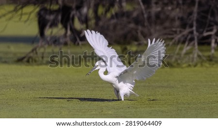 Intermediate egret (Ardea intermedia) bird hunting fish in forest.