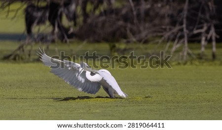 Intermediate egret (Ardea intermedia) bird hunting fish in forest.