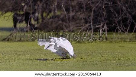 Intermediate egret (Ardea intermedia) bird hunting fish in forest.