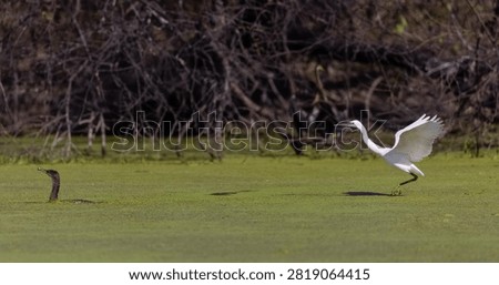 Intermediate egret (Ardea intermedia) bird hunting fish in forest.