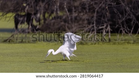 Intermediate egret (Ardea intermedia) bird hunting fish in forest.