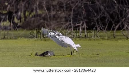 Intermediate egret (Ardea intermedia) bird hunting fish in forest.