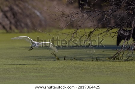 Intermediate egret (Ardea intermedia) bird hunting fish in forest.