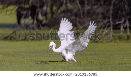 Intermediate egret (Ardea intermedia) bird hunting fish in forest.