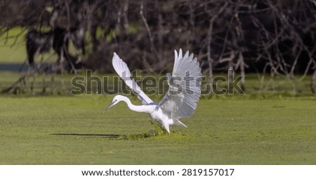 Intermediate egret (Ardea intermedia) bird hunting fish in forest.
