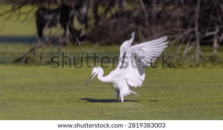 Intermediate egret (Ardea intermedia) bird hunting fish in forest.