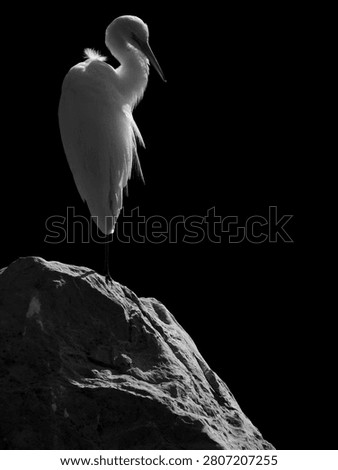 Intermediate Egret ( Ardea intermedia ) perched on big stone in the garden, black and white style         
