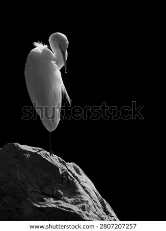 Intermediate Egret ( Ardea intermedia ) perched on big stone in the garden, black and white style         