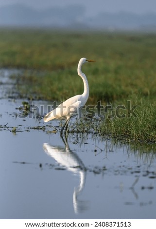 An Intermediate Egret, Median Egret, Smaller Egret or Medium Egret standing with Reflection.