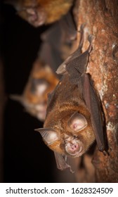 Intermediate Horseshoe Bat (Rhinolophus affinis),that live in caves Is a nocturnal animal Foul and dirty These bats are a collection of many diseases. And Corona virus.