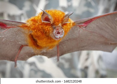 Intermediate Horseshoe Bat (Rhinolophus affinis),that live in caves Is a nocturnal animal Foul and dirty These bats are a collection of many diseases. And Corona virus.