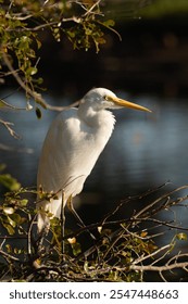 Intermediate or medium egret, Ardea intermedia, at Marlgu Billabong