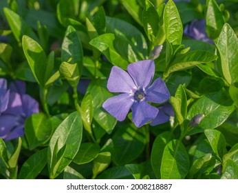 Intermediate periwinkl  is an evergreen, flowering subshrub native to Western Europe, including the Iberian Peninsula, France, the Italian Peninsula and Sardinia. Whitish-blue flowers have.  - Shutterstock ID 2008218887