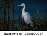 INTERMIDEATE EGREAT , oxbow lake purbasthali india , 
The intermediate egret, median egret, smaller egret, or yellow-billed egret (Ardea intermedia) is a medium-sized heron . 