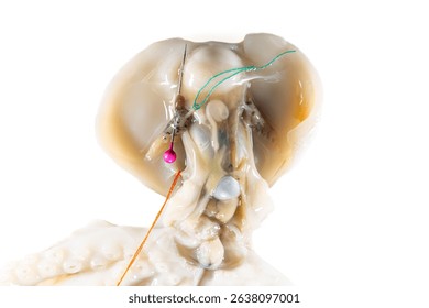 Internal and external structure of a squid in a biological laboratory.