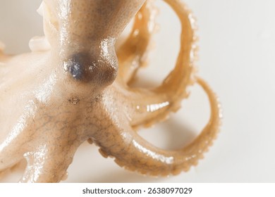 Internal and external structure of a squid in a biological laboratory.