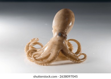 Internal and external structure of a squid in a biological laboratory.