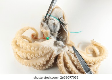 Internal and external structure of a squid in a biological laboratory.