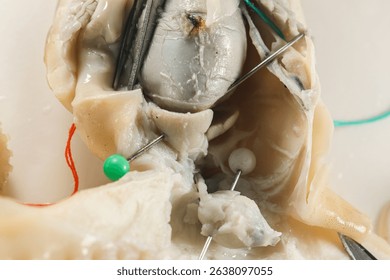 Internal and external structure of a squid in a biological laboratory.