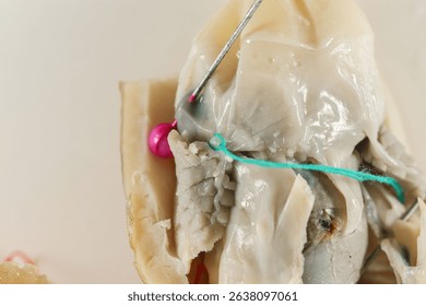 Internal and external structure of a squid in a biological laboratory.