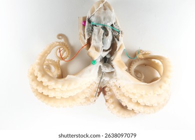 Internal and external structure of a squid in a biological laboratory.