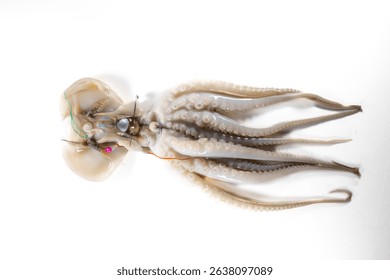 Internal and external structure of a squid in a biological laboratory.