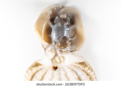 Internal and external structure of a squid in a biological laboratory.