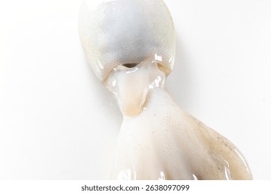 Internal and external structure of a squid in a biological laboratory.