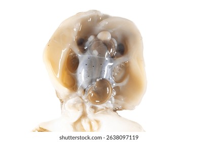 Internal and external structure of a squid in a biological laboratory.