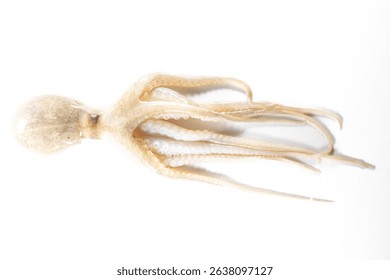 Internal and external structure of a squid in a biological laboratory.
