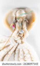 Internal and external structure of a squid in a biological laboratory.
