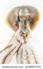 Internal and external structure of a squid in a biological laboratory.