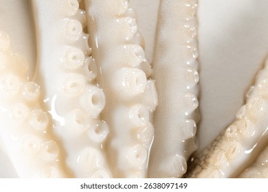 Internal and external structure of a squid in a biological laboratory.