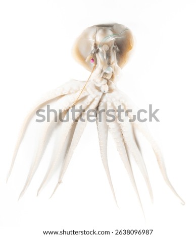 Internal and external structure of a squid in a biological laboratory.