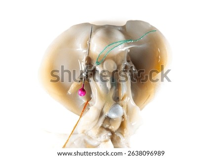Internal and external structure of a squid in a biological laboratory.
