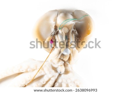 Internal and external structure of a squid in a biological laboratory.