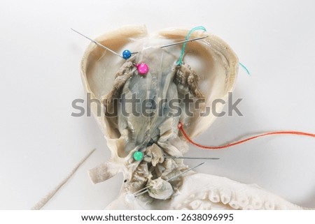 Internal and external structure of a squid in a biological laboratory.