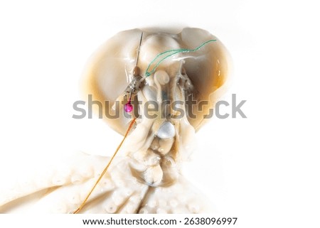 Internal and external structure of a squid in a biological laboratory.