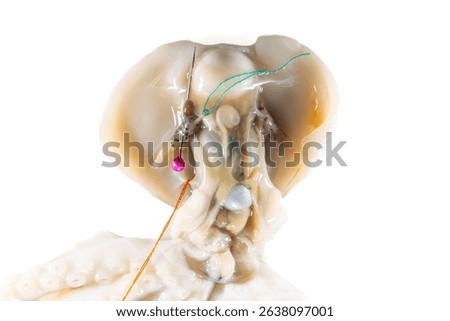 Internal and external structure of a squid in a biological laboratory.