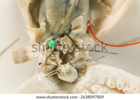 Internal and external structure of a squid in a biological laboratory.