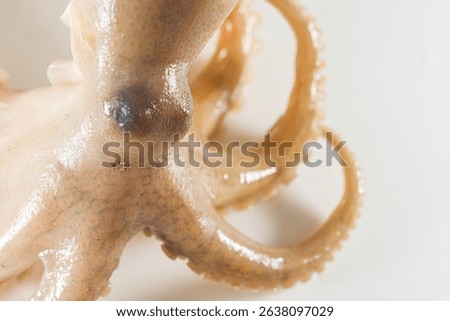 Internal and external structure of a squid in a biological laboratory.