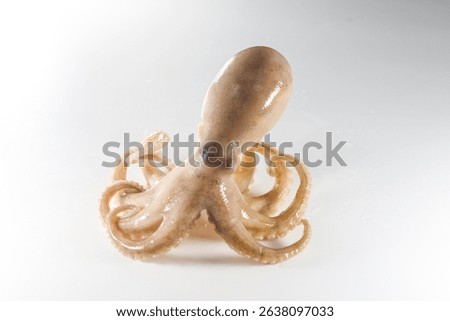 Internal and external structure of a squid in a biological laboratory.