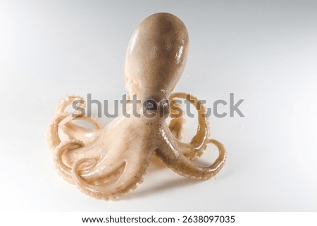 Internal and external structure of a squid in a biological laboratory.