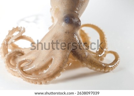 Internal and external structure of a squid in a biological laboratory.